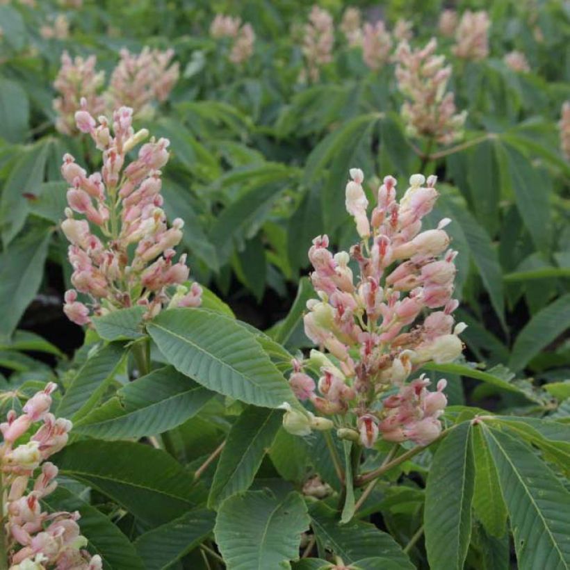 Aesculus neglecta Autumn Fire - Marronnier d'ornement (Floraison)