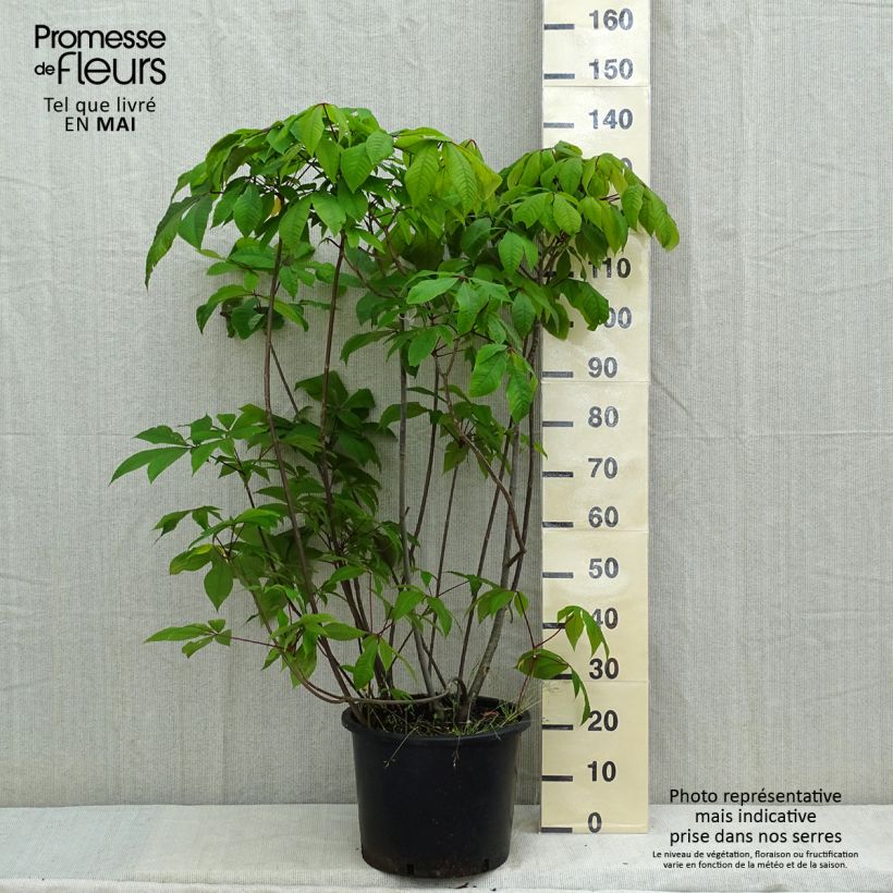 Spécimen de Aesculus parviflora - Pavier blanc en pot de 20L/25L tel que livré au printemps