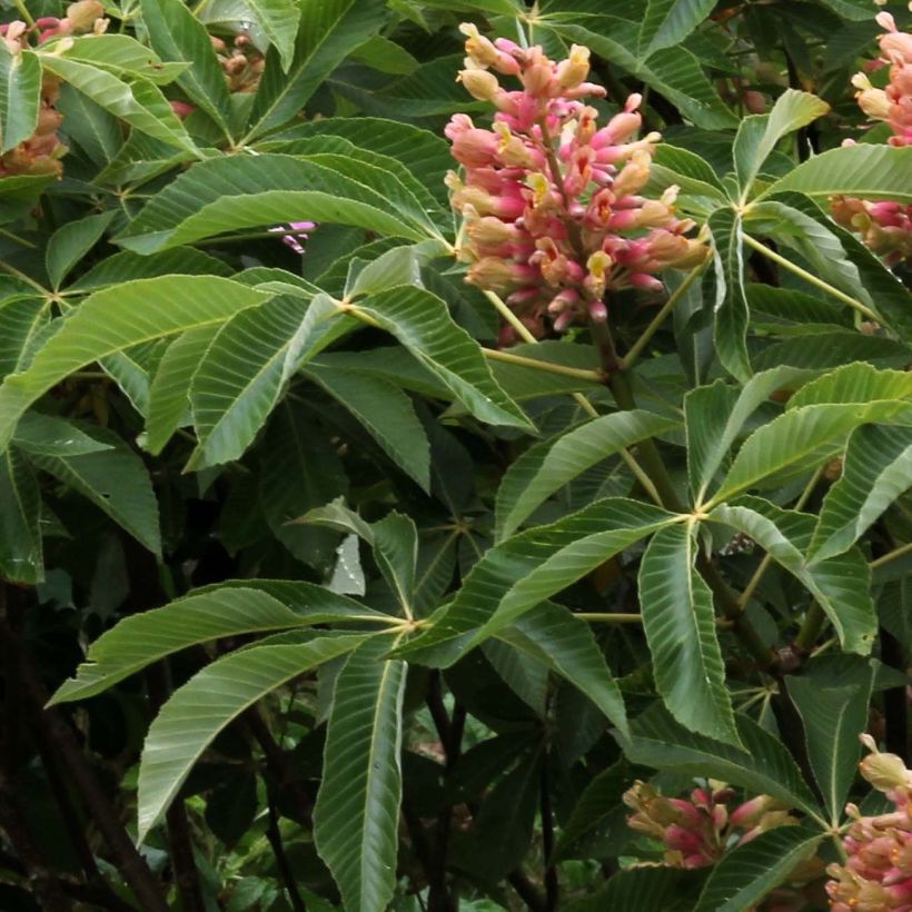 Aesculus pavia Koehnei - Marronnier d'ornement (Feuillage)