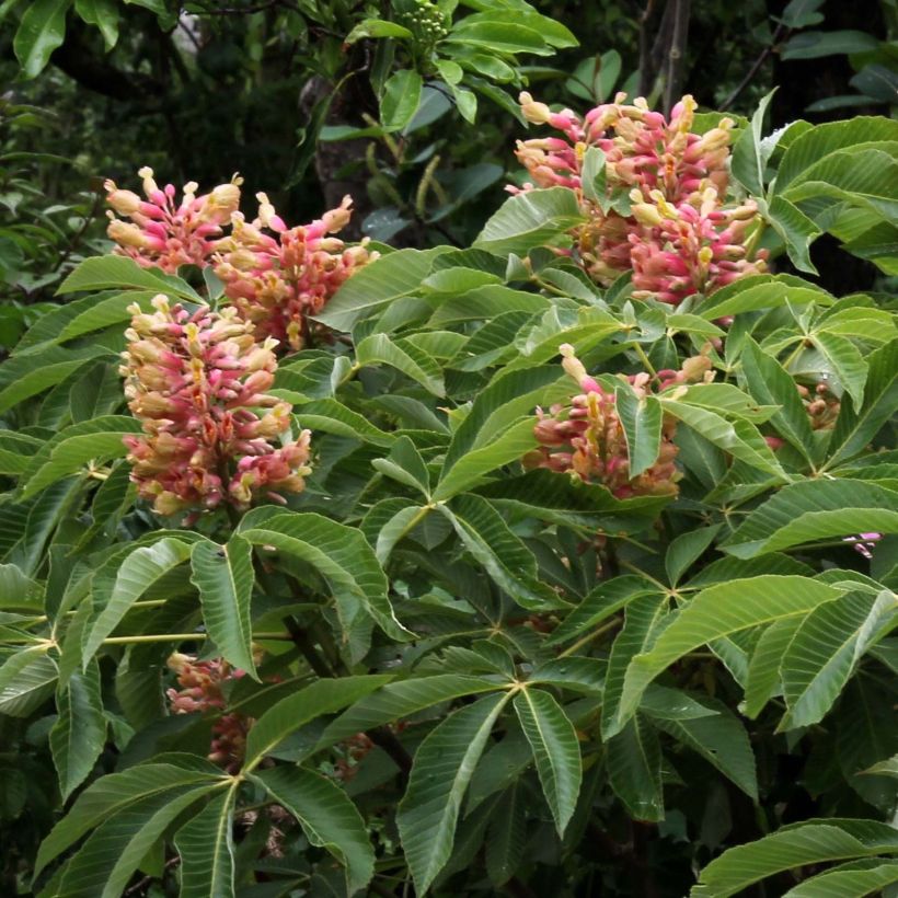 Aesculus pavia Koehnei - Marronnier d'ornement (Floraison)