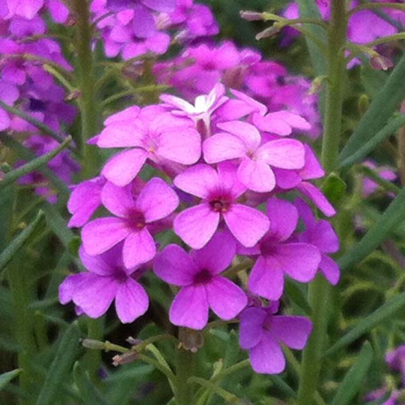 Aethionema Warley Ruber (Floraison)