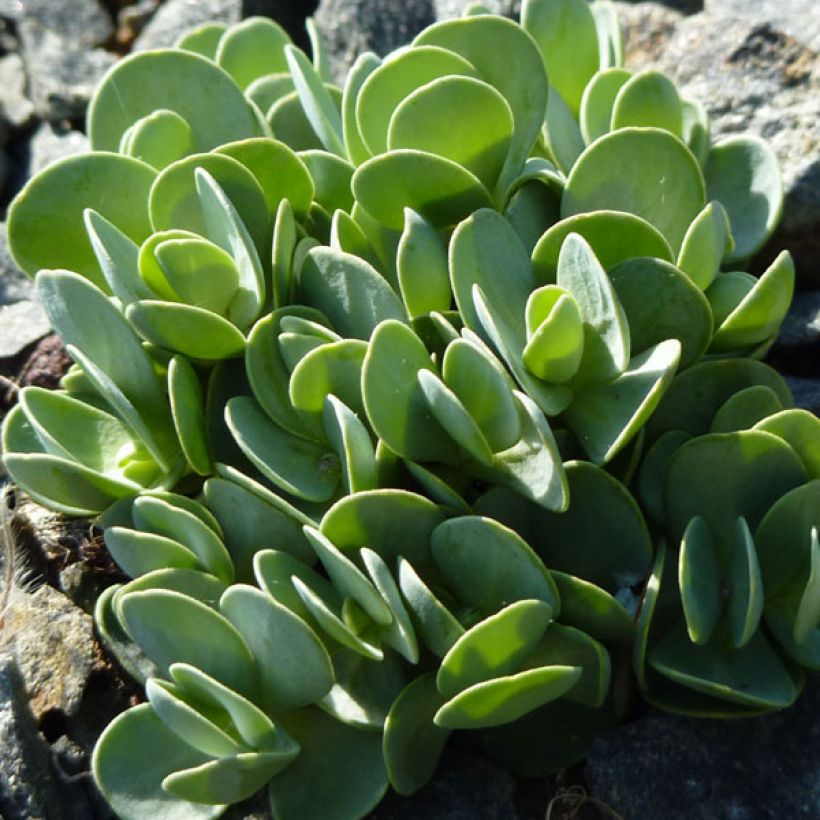 Aethionema oppositifolium (Feuillage)