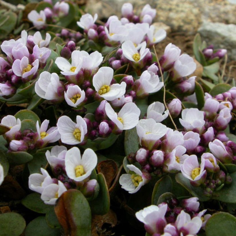 Aethionema oppositifolium (Floraison)