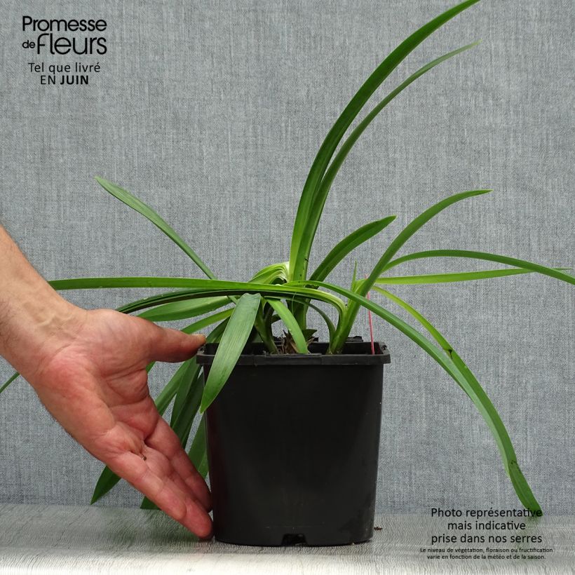 Spécimen de Agapanthe Black Magic Pot de 2L/3L tel que livré en été