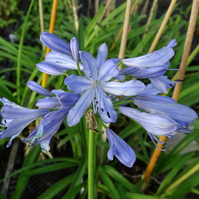 Agapanthe Blue Heaven (Floraison)