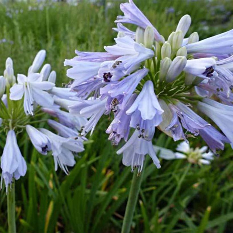 Agapanthe Blue Moon (Floraison)