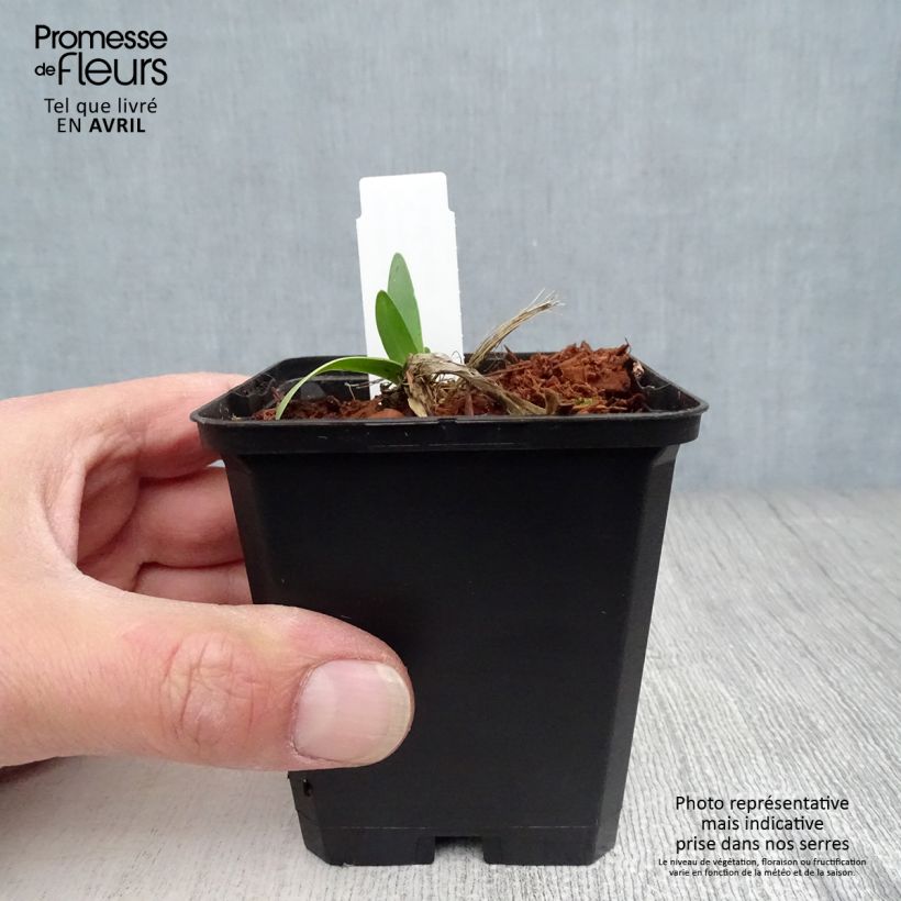 Spécimen de Agapanthe Blue Triumphator en godet de 9cm tel que livré au printemps
