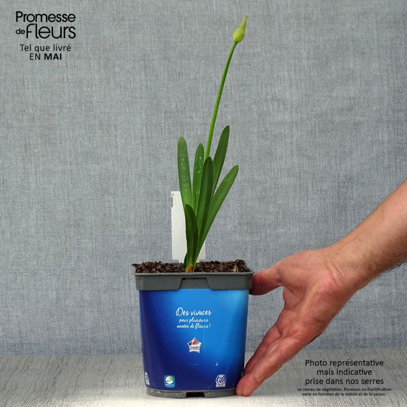Spécimen de Agapanthe Blue Triumphator en pot de 2/3L tel que livré au printemps
