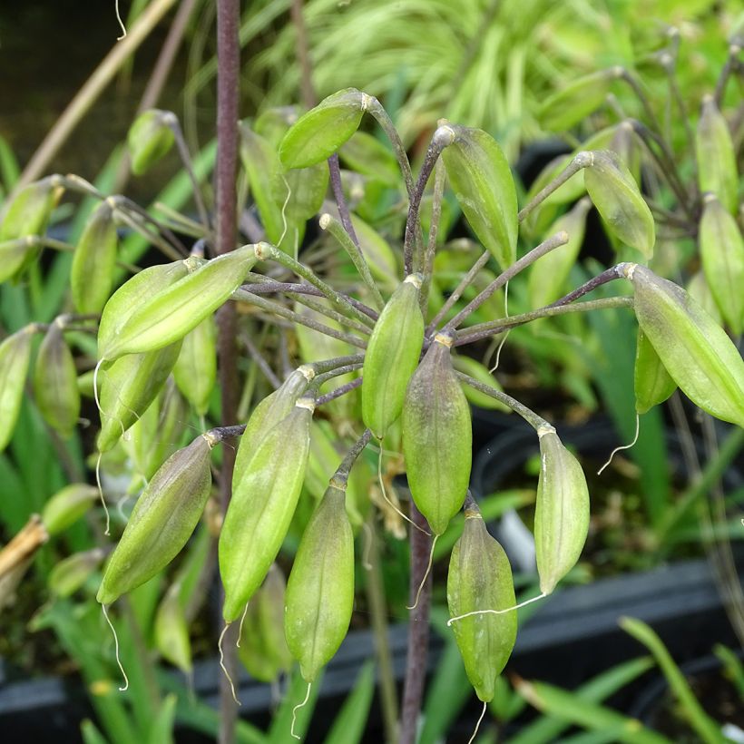 Agapanthe Blue Triumphator (Récolte)