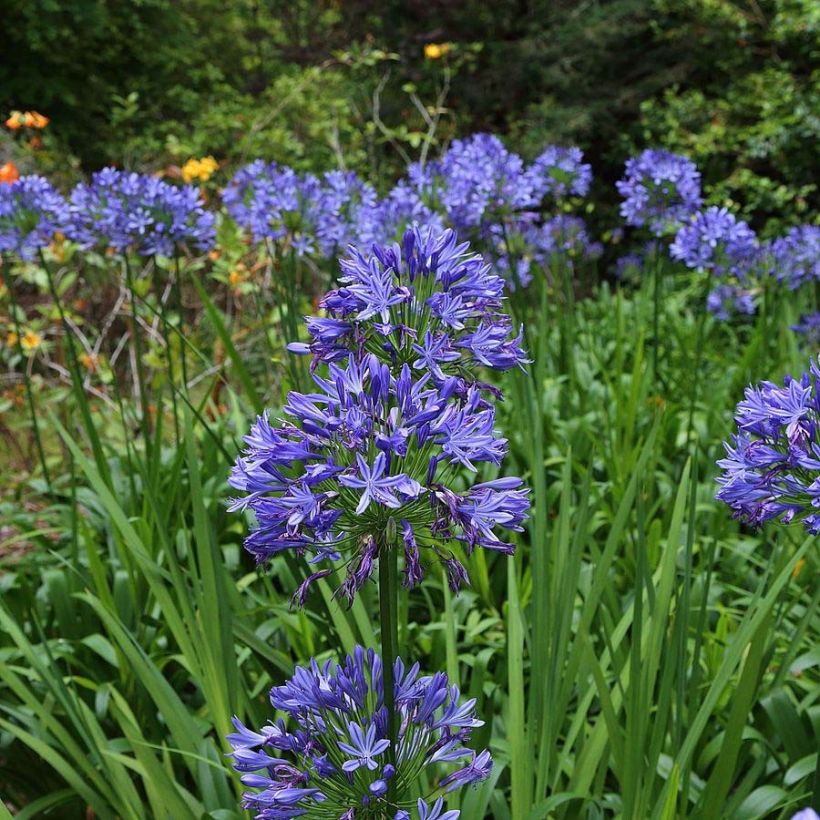 Agapanthe Bluestorm (Floraison)