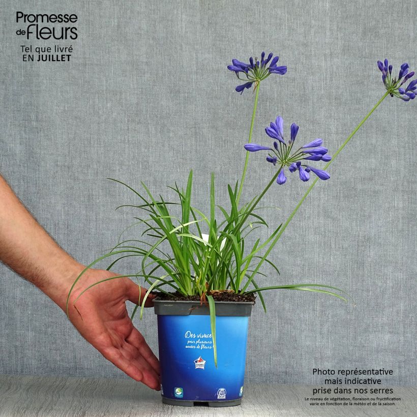 Spécimen de Agapanthe Brilliant Blue Pot de 2L/3L tel que livré en été