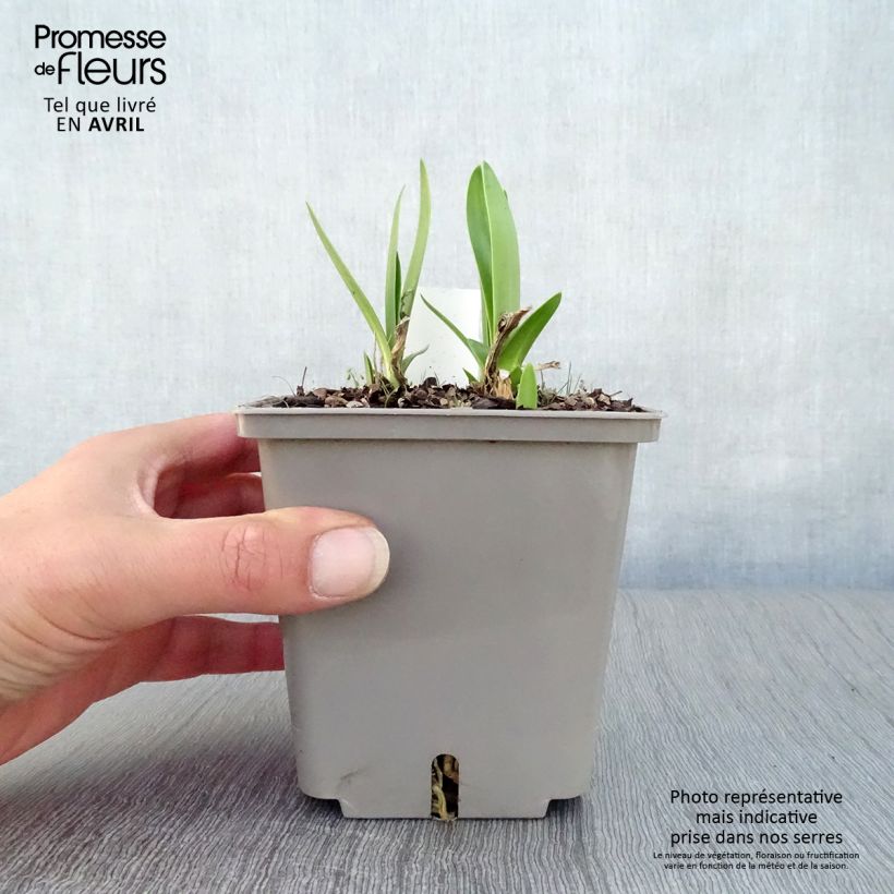 Spécimen de Agapanthe Celebration - Agapanthus Pot de 1,3L tel que livré au printemps