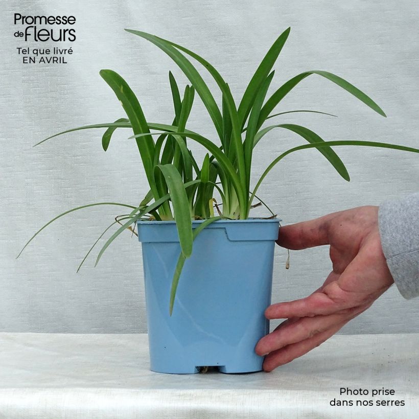 Spécimen de Agapanthe Charlotte en pot de 2L/3L tel que livré au printemps