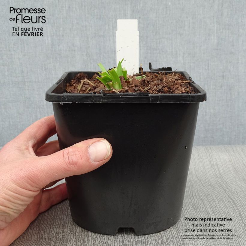 Spécimen de Agapanthe Charlotte Pot de 2L/3L tel que livré en hiver