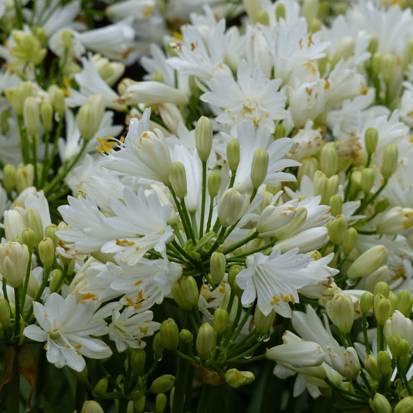 Agapanthe Double Diamond (Floraison)