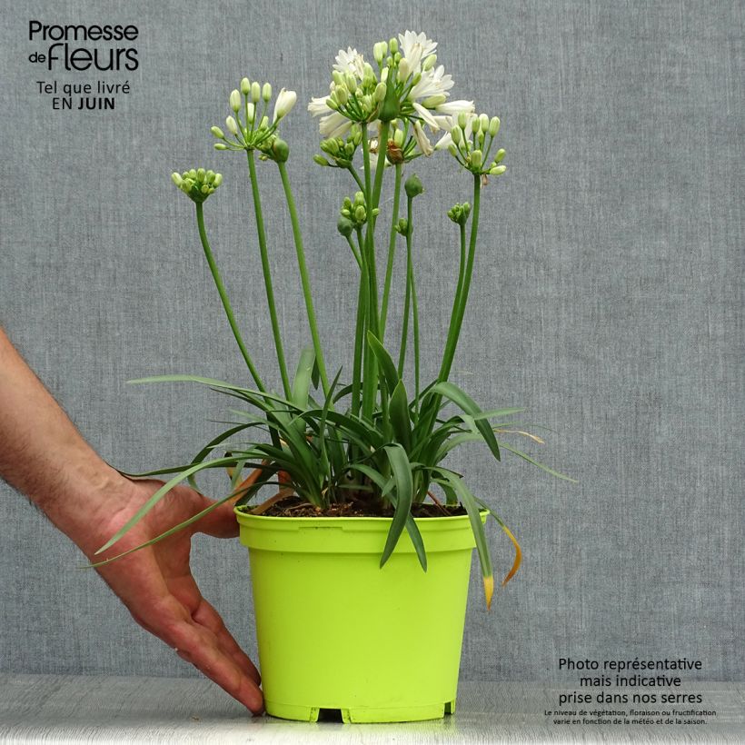 Spécimen de Agapanthe Double Diamond Pot de 2L/3L tel que livré en été