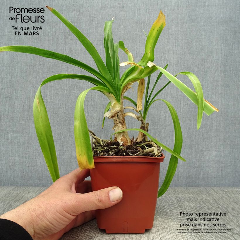 Spécimen de Agapanthe Enigma pot de 1L/1.5L tel que livré au printemps