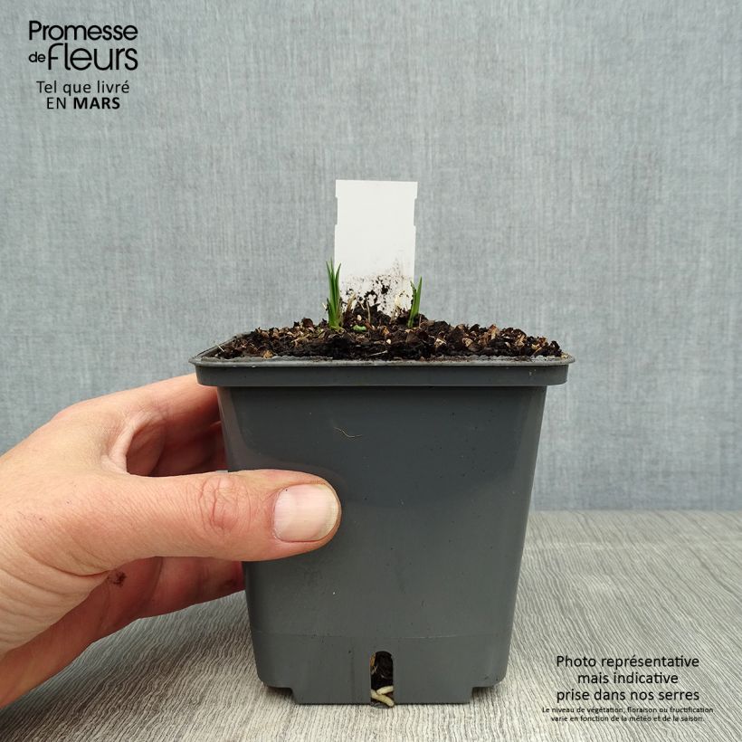 Spécimen de Agapanthe Flower of Love - Pot de 1L/1.5L tel que livré au printemps