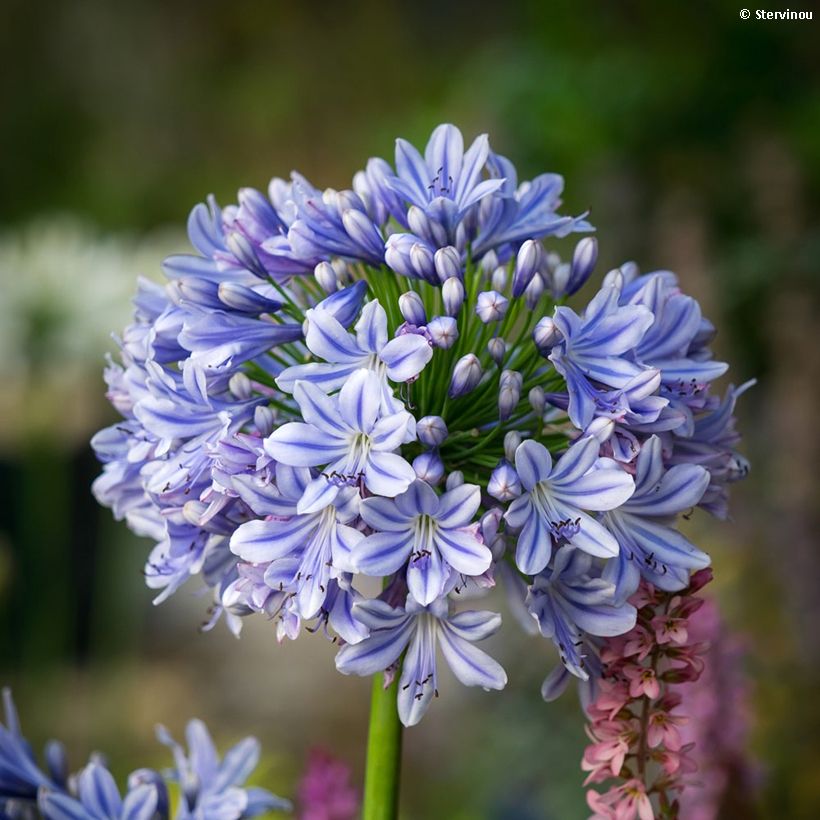 Agapanthe Full Moon (Floraison)