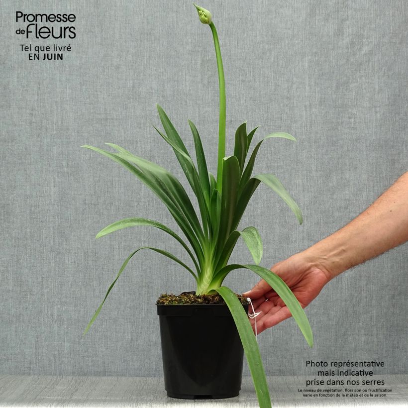 Spécimen de Agapanthe Full Moon Pot de 2L/3L tel que livré en été