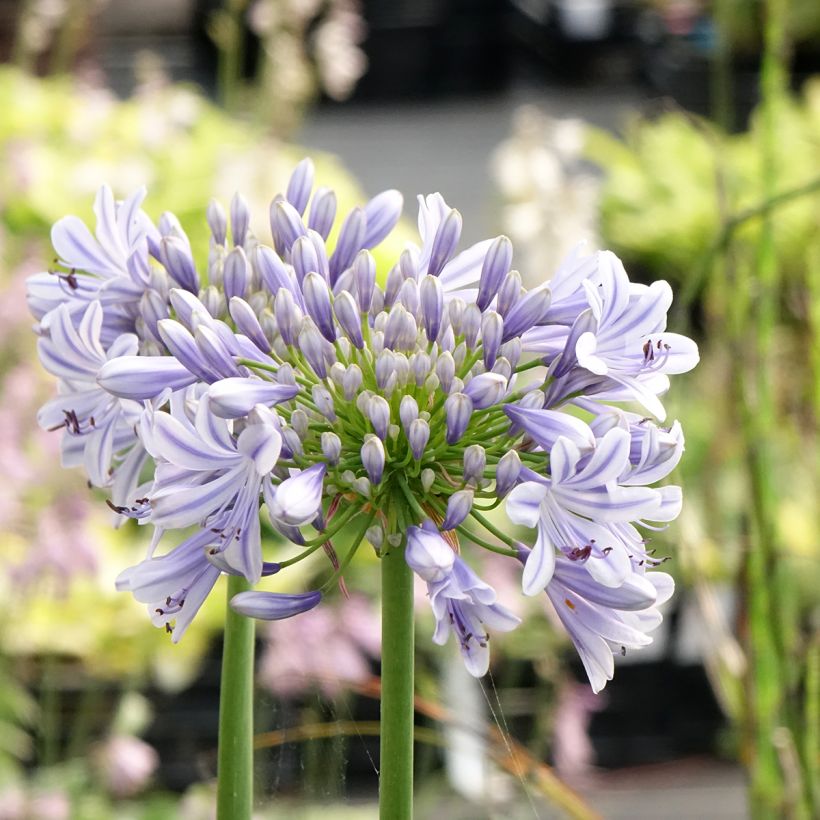 Agapanthe Full Moon (Floraison)