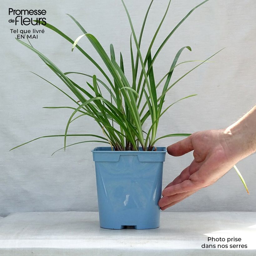 Spécimen de Agapanthe Glacier Stream - Pot de 2L/3L tel que livré au printemps