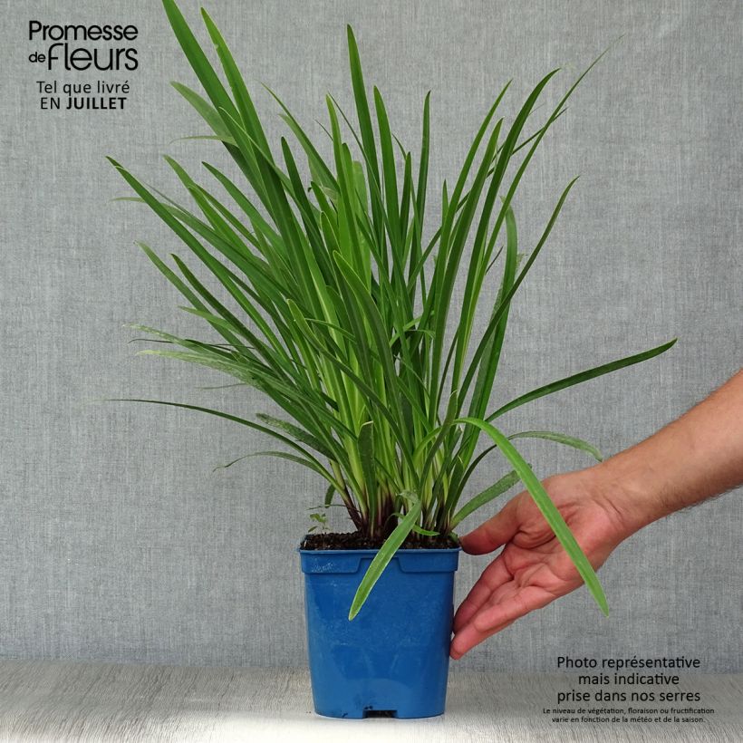 Spécimen de Agapanthe Glacier Stream Pot de 2L/3L tel que livré en été