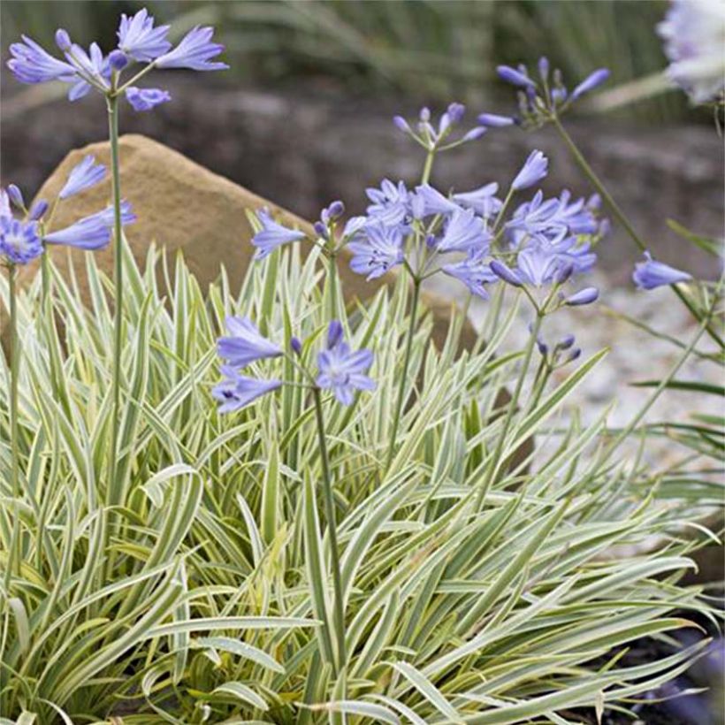 Agapanthe Golden Drop (Floraison)