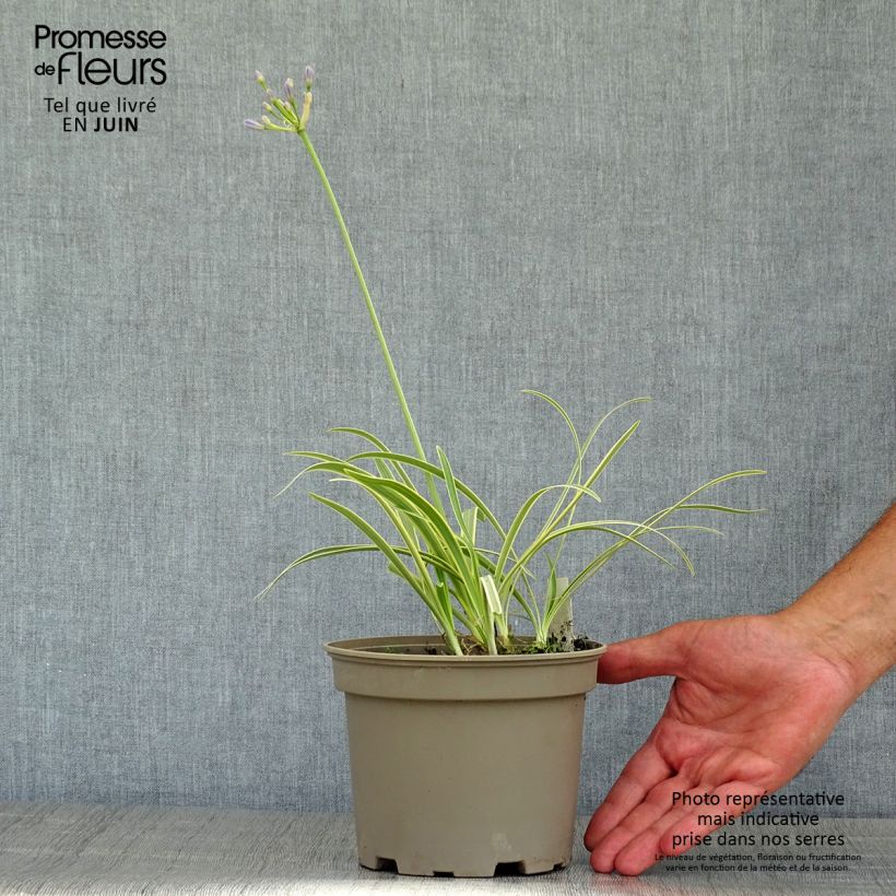 Spécimen de Agapanthe Golden Drop Pot de 2L/3L tel que livré en été