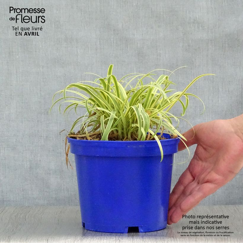 Spécimen de Agapanthe Golden Drop Pot de 2L/3L tel que livré au printemps