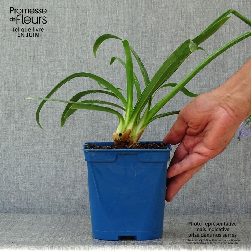 Spécimen de Agapanthe Graphite Blue Pot de 2L/3L tel que livré en été