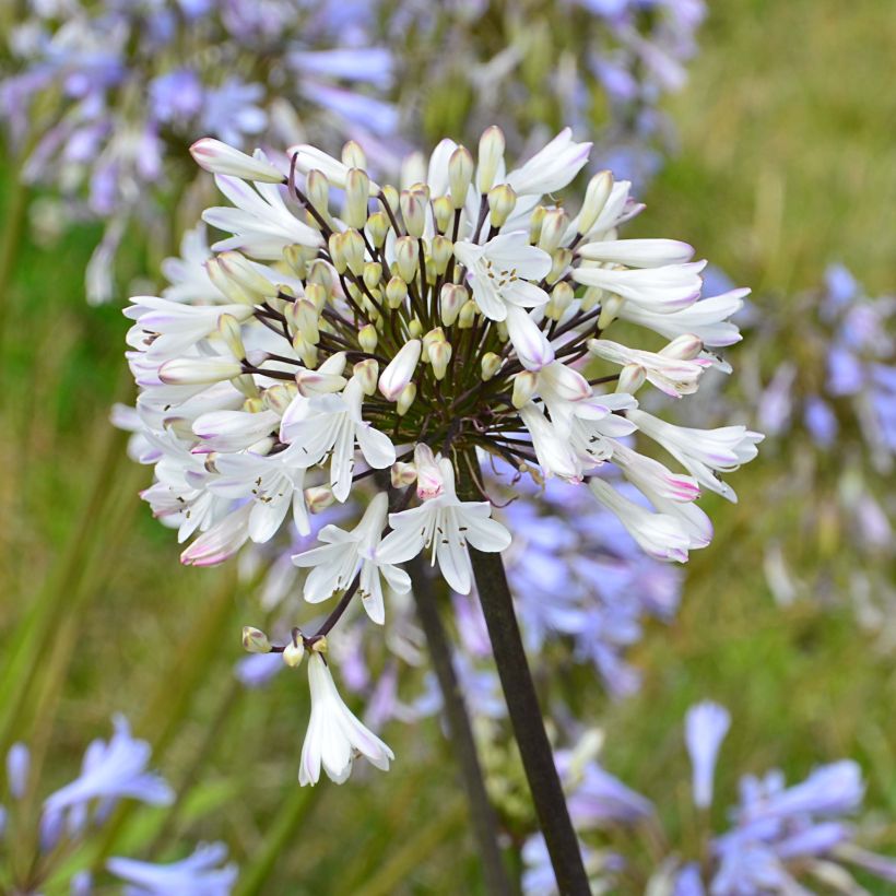 Agapanthe Graphite White (Floraison)