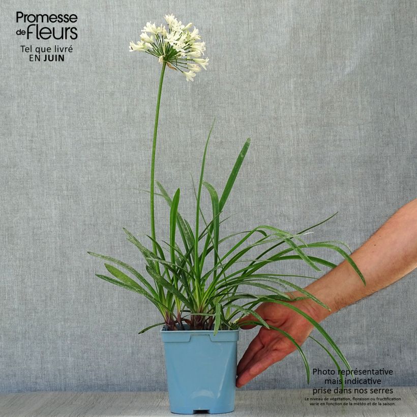 Spécimen de Agapanthe Graphite White Pot de 2L/3L tel que livré en été