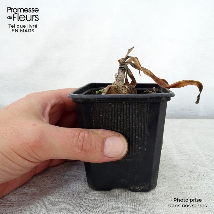 Spécimen de Agapanthe Intermedius en godet de 9cm tel que livré au printemps