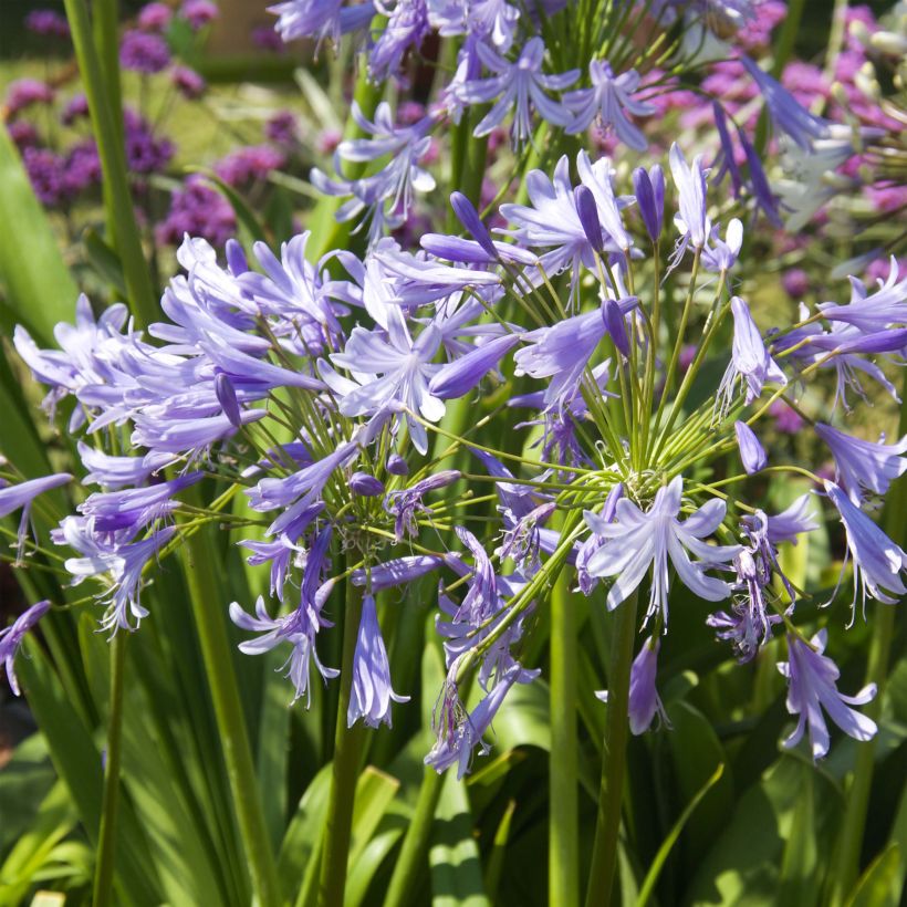 Agapanthe Lavender Haze (Floraison)