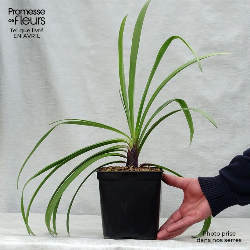Spécimen de Agapanthe Megan's Mauve Pot de 2L/3L tel que livré au printemps