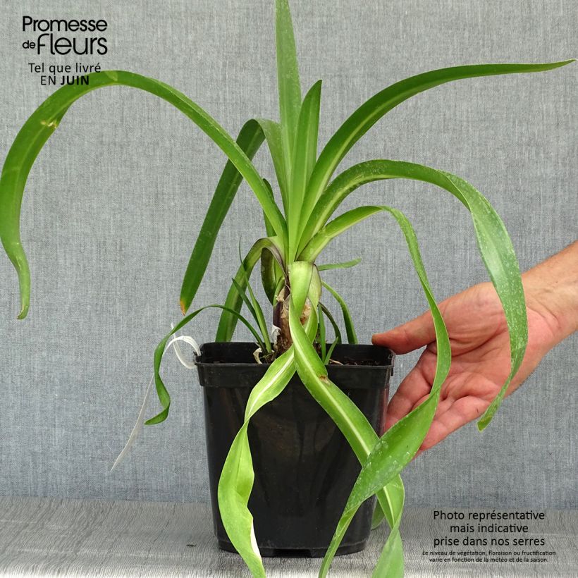 Spécimen de Agapanthe Megan's Mauve Pot de 2L/3L tel que livré en été
