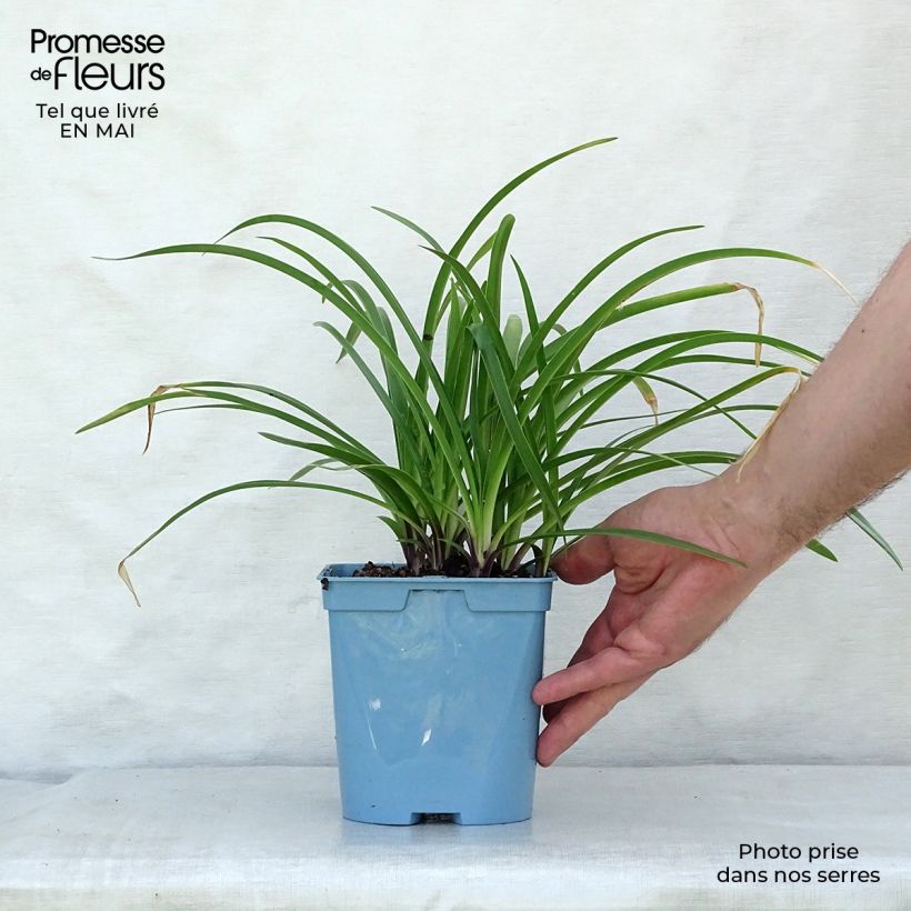 Spécimen de Agapanthe Navy Blue (syn. Midnight Star) en pot de 2L/3L tel que livré au printemps