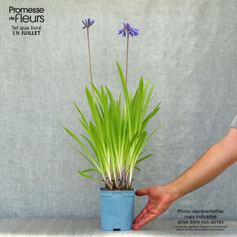 Spécimen de Agapanthe Navy Blue (syn. Midnight Star) Pot de 2L/3L tel que livré en été