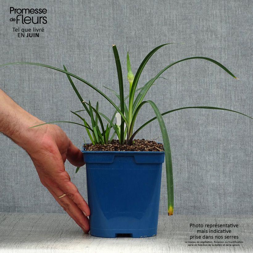 Spécimen de Agapanthe Northern Star Pot de 2L/3L tel que livré en été