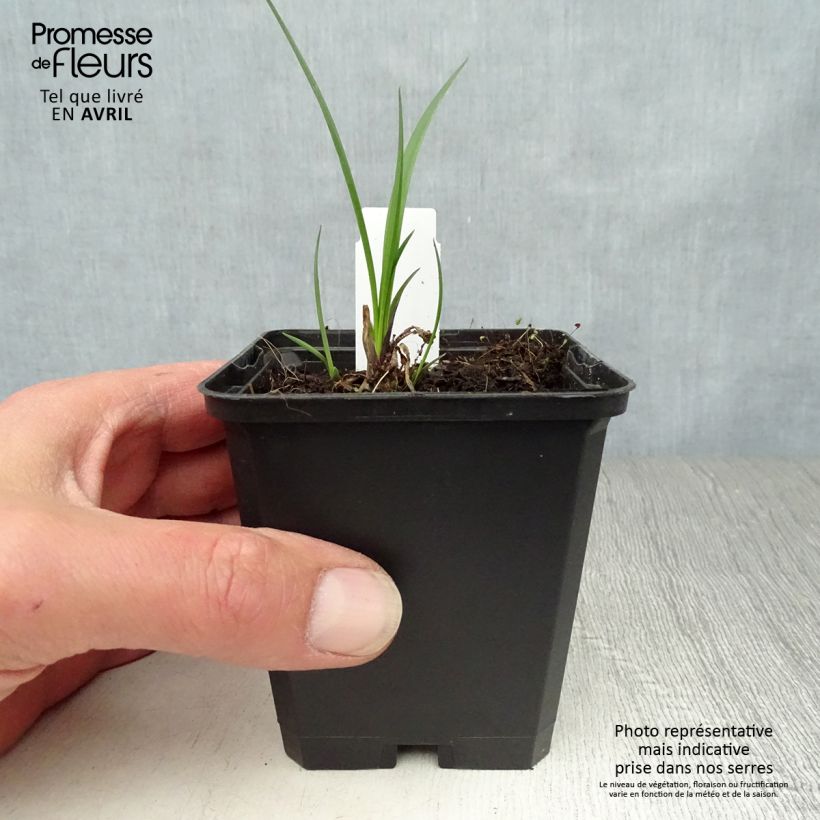 Spécimen de Agapanthe Northern Star en godet de 9cm tel que livré au printemps