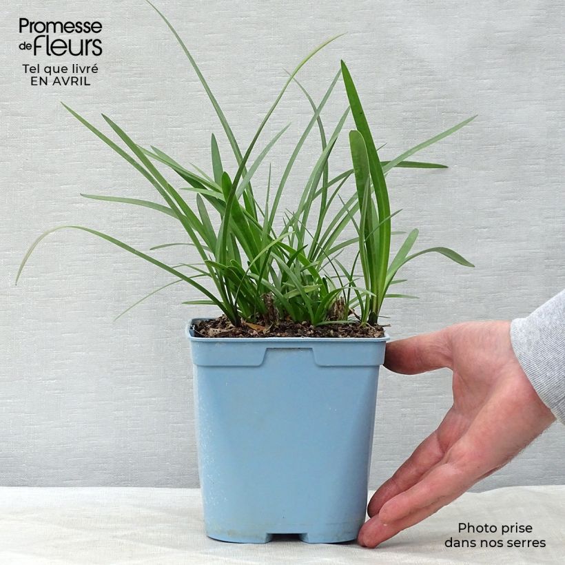 Spécimen de Agapanthe Northern Star en pot de 2L/3L tel que livré au printemps