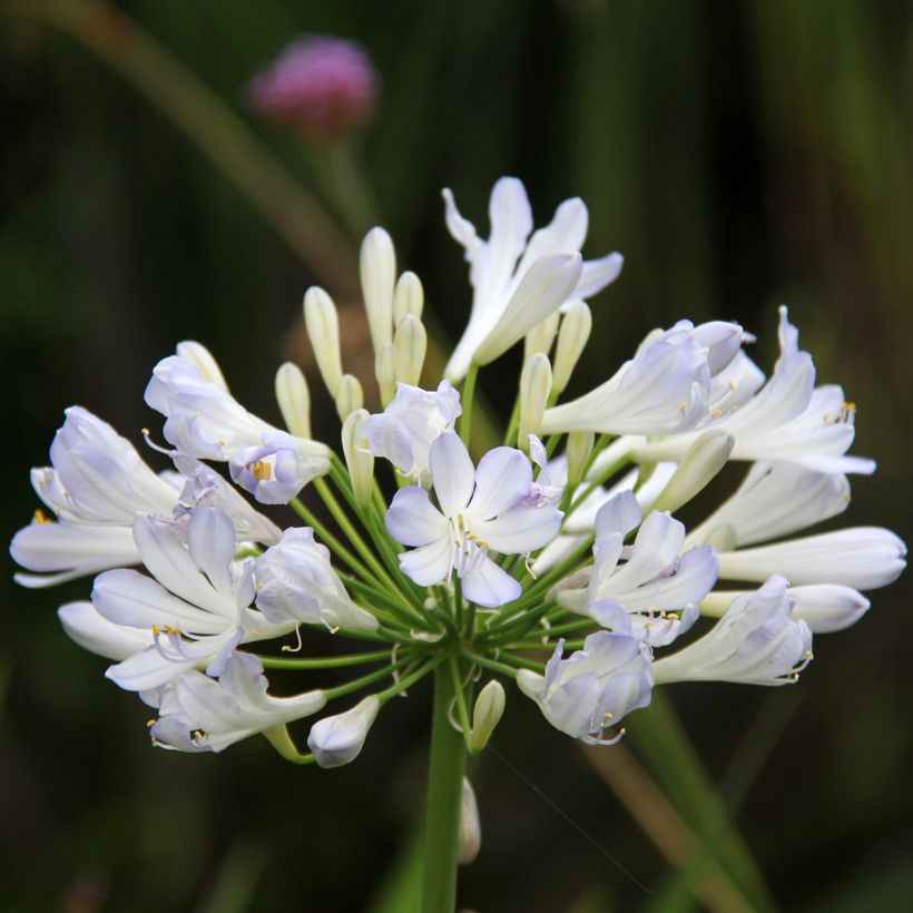 Agapanthe Phantom (Floraison)