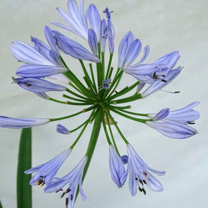 Agapanthe Pitchoune Blue (Floraison)