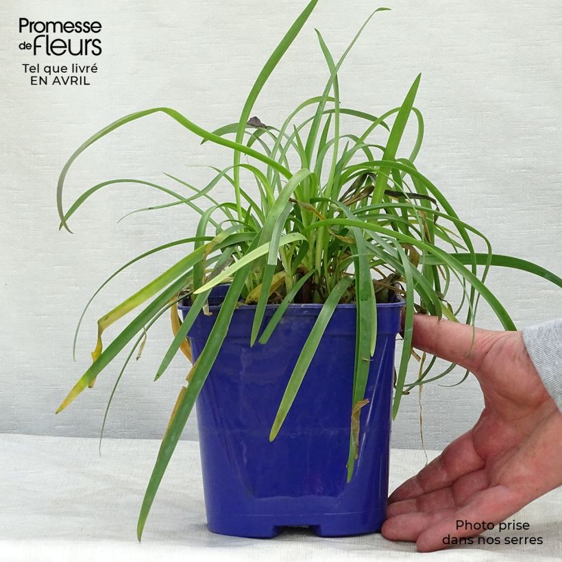 Spécimen de Agapanthe Pitchoune Blue en pot de 2L tel que livré au printemps