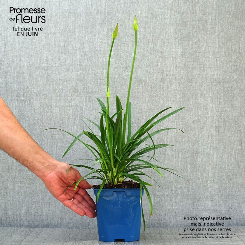 Spécimen de Agapanthe Pitchoune Blue Pot de 2L/3L tel que livré en été