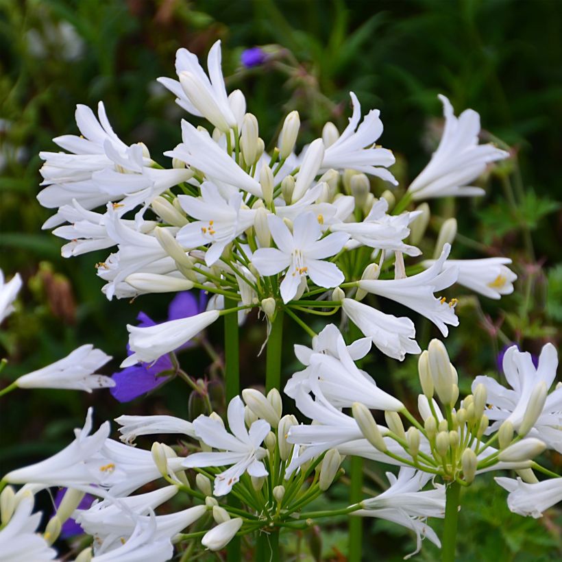 Agapanthe Pitchoune White (Floraison)