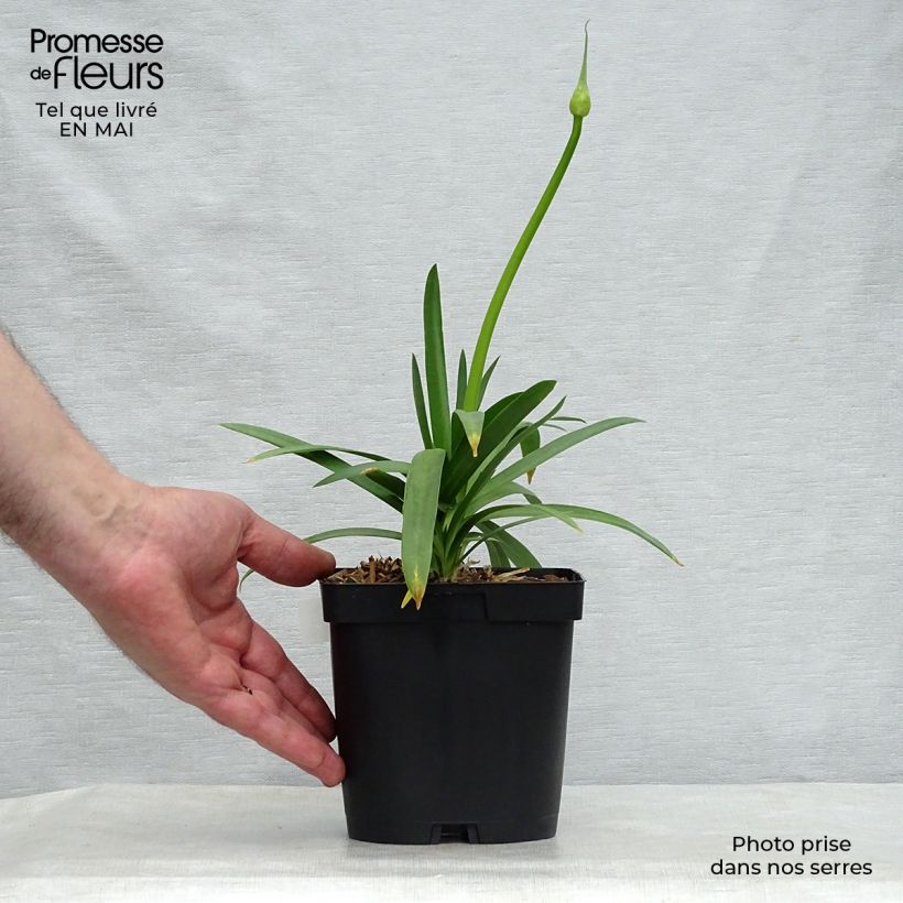 Spécimen de Agapanthe Pitchoune White Pot de 2L/3L tel que livré au printemps