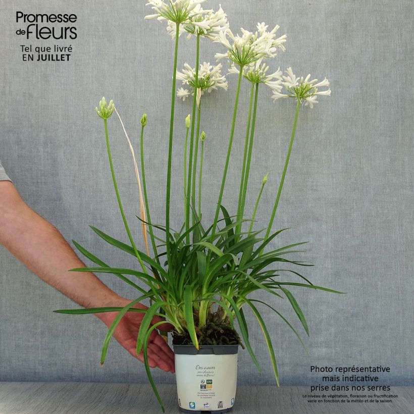 Spécimen de Agapanthe Pitchoune White Pot de 2L/3L tel que livré en été