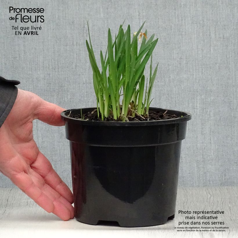 Spécimen de Agapanthe Pretty Sandy - Pot de 2L/3L tel que livré au printemps